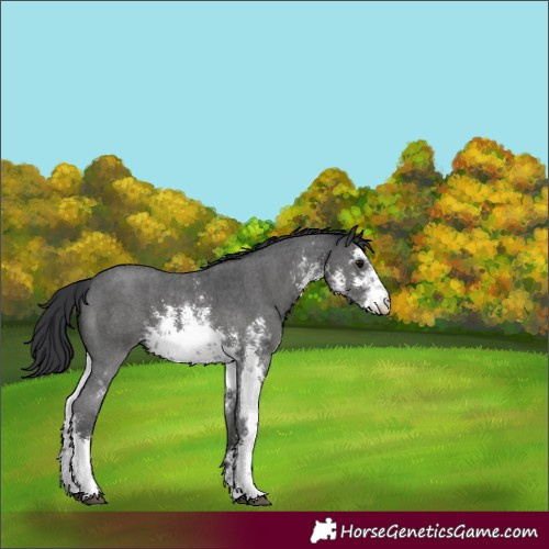 Horse Color:White Spotted Black Sabino 