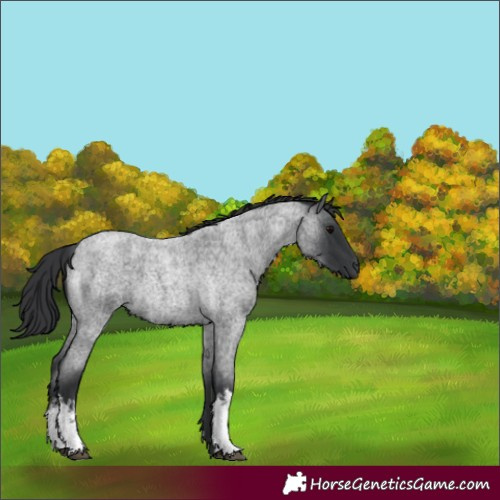 Horse Color:White Spotted Blue Roan 
