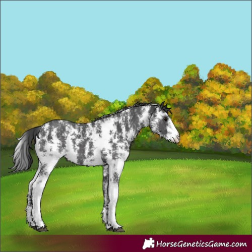 Horse Color:Black Sabino 