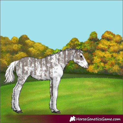 Horse Color:Silver Black Sabino 