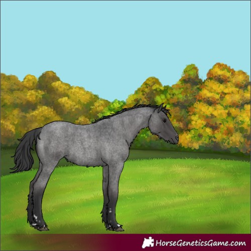 Horse Color:Blue Roan 