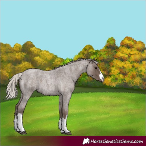 Horse Color:White Spotted Silver Blue Roan 