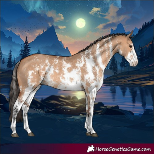 Horse Color:Bay Dun Sabino Rabicano 