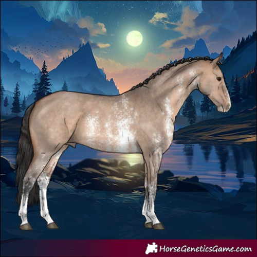 Horse Color:Brown Dun Sabino 