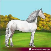 Horse Color:Silver Brown Dun Tobiano Appaloosa 