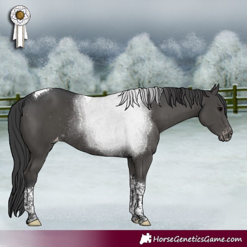 Horse Color:Black Tobiano Appaloosa Rabicano 