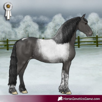 Horse Color:Black Tobiano Appaloosa Rabicano 
