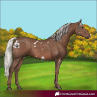 Horse Color:White Spotted Silver Black 