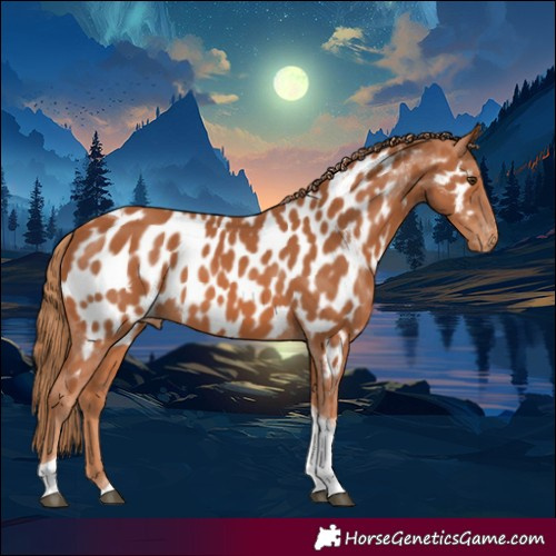Horse Color:Chestnut Tobiano Near Leopard 