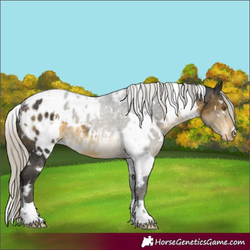 Horse Color:White Spotted Silver Buckskin Appaloosa Rabicano 