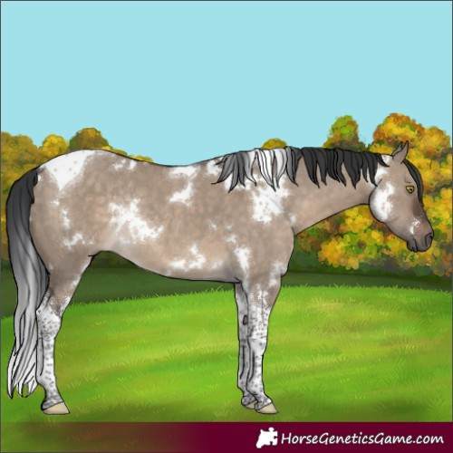 Horse Color:White Spotted Brown Dun Tobiano Rabicano 