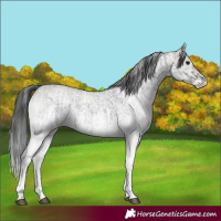 Horse Color:White Spotted Blue Roan Rabicano and White Spotted Grullo Roan Rabicano