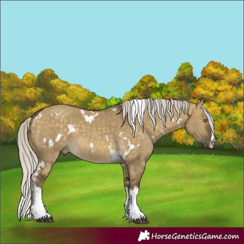 Horse Color:White Spotted Silver Buckskin Dun 