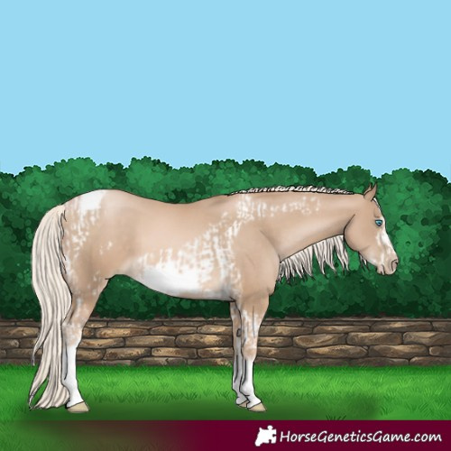 Horse Color:Chocolate Palomino Pearl Tobiano Frame  and Chocolate Palomino Pearl Tobiano Frame 