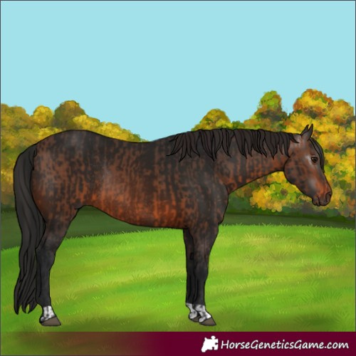 Horse Color:Brown Rabicano  and Gray Brown Rabicano 
