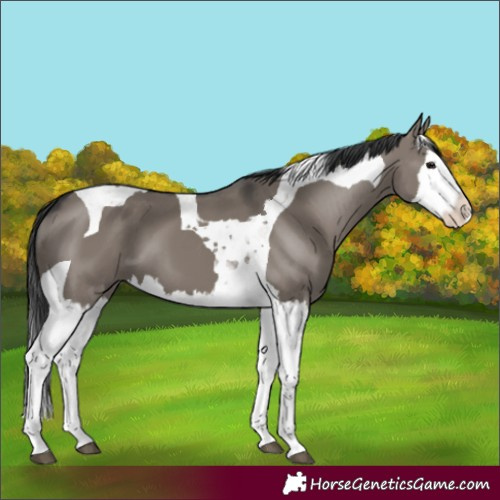Horse Color:Grullo Splash Tobiano 