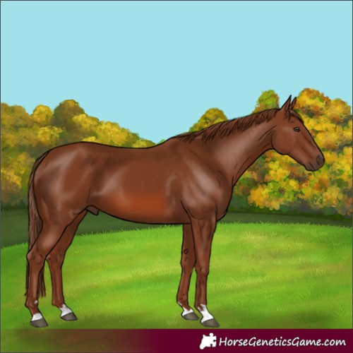 Horse Color:Chestnut 