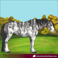 Horse Color:Grullo Sabino Splash Brindle