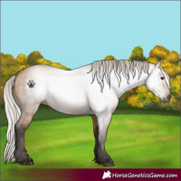 Horse Color:Gray Silver Bay Dun 