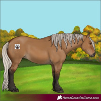 Horse Color:Gray Silver Bay Dun 