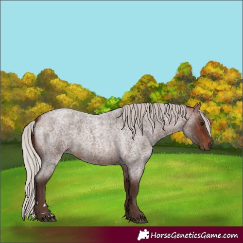 Horse Color:Silver Brown Roan 
