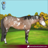 Horse Color:White Spotted Bay Dun Sabino 