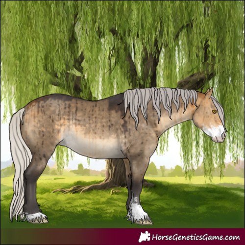 Horse Color:Silver Buckskin Dun Sabino Rabicano Brindle 