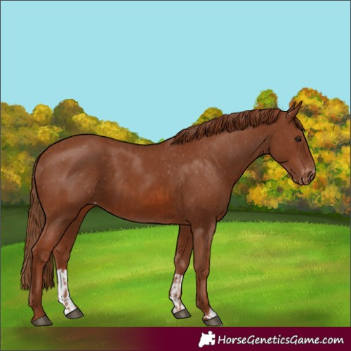 Horse Color:Chestnut and Chestnut Appaloosa