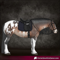 Horse Color:Brown Sabino Tobiano Blanket 
