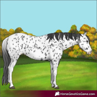 Horse Color:White Spotted Black Splash Tobiano Frame Near Leopard 