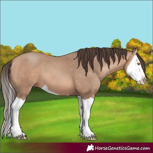 Horse Color:Amber Champagne Splash 