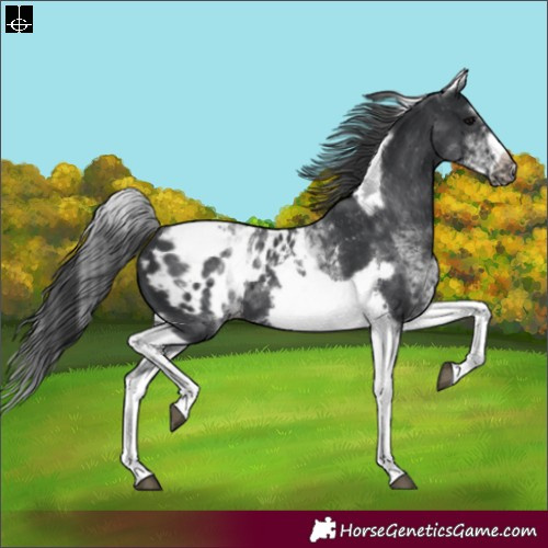 Horse Color:White Spotted Black Splash Tobiano Frame Appaloosa