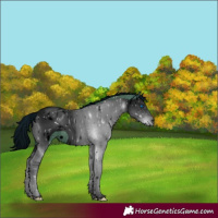Horse Color:ERROR: UNKNOWN ANOMALY