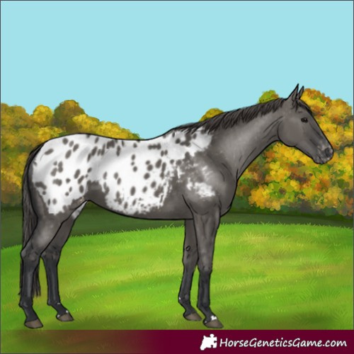 Horse Color:Grullo Appaloosa 