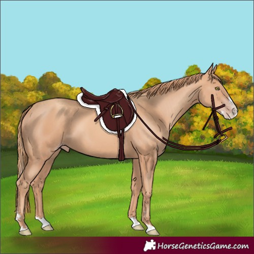 Horse Color:Gold Champagne Splash