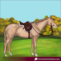 Horse Color:Gold Champagne Splash 