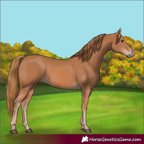 Horse Color:Unknown 