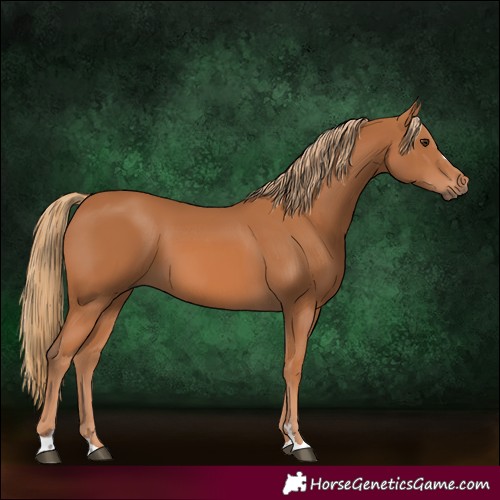 Horse Color:Unknown 