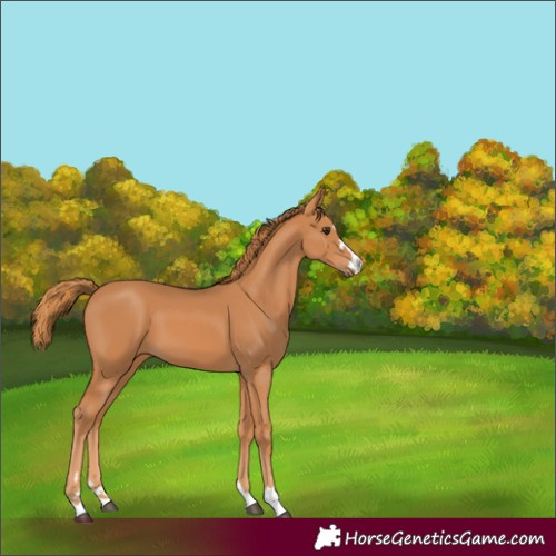 Horse Color:Unknown 