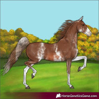 Horse Color:White Spotted Chestnut Splash