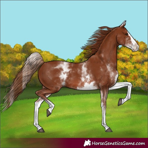 Horse Color:White Spotted Chestnut Splash