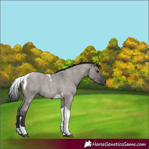Horse Color:Grullo Roan Tobiano 