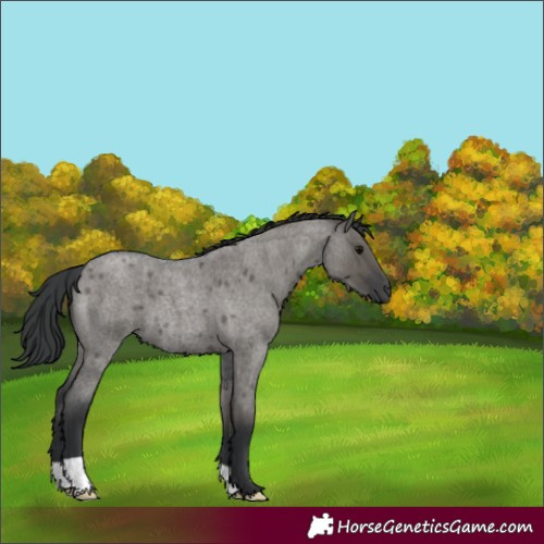 Horse Color:Grullo Roan 