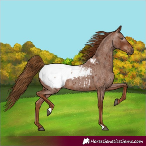 Horse Color:Gray Red Roan Appaloosa