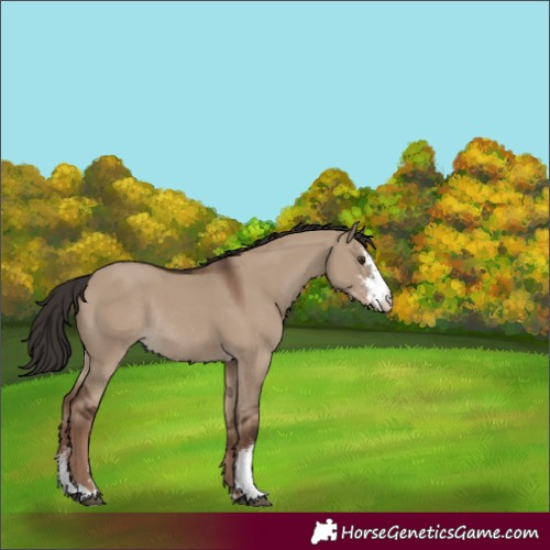 Horse Color:Liver Red Dun Sabino Rabicano 
