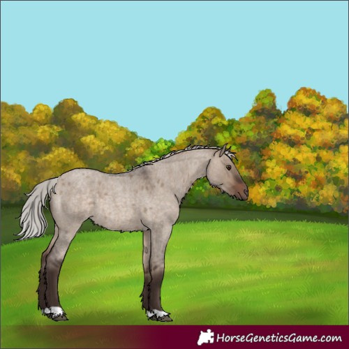 Horse Color:Silver Brown Roan Dun 
