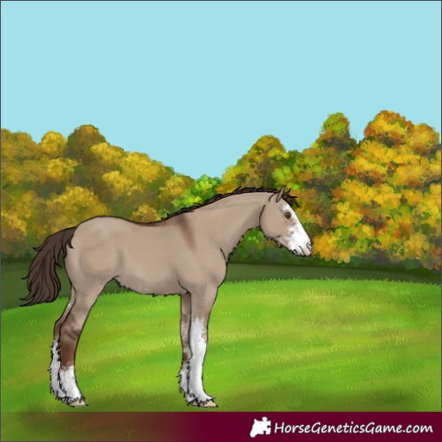 Horse Color:Liver Red Dun Sabino 