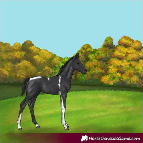 Horse Color:Black Tobiano Rabicano 
