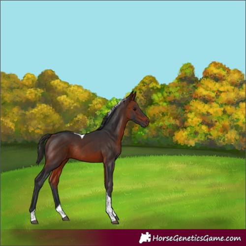 Horse Color:Bay Tobiano Rabicano 