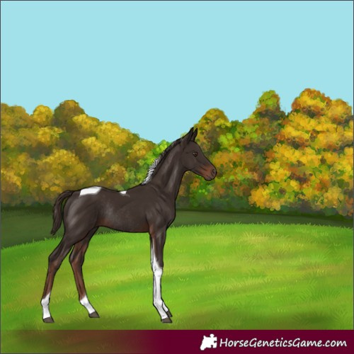 Horse Color:Liver Chestnut Tobiano Rabicano 